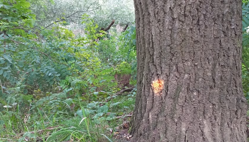 Na zdjęciu, na pniu drzewa jest pomarańczowa fluorescencyjna kropka