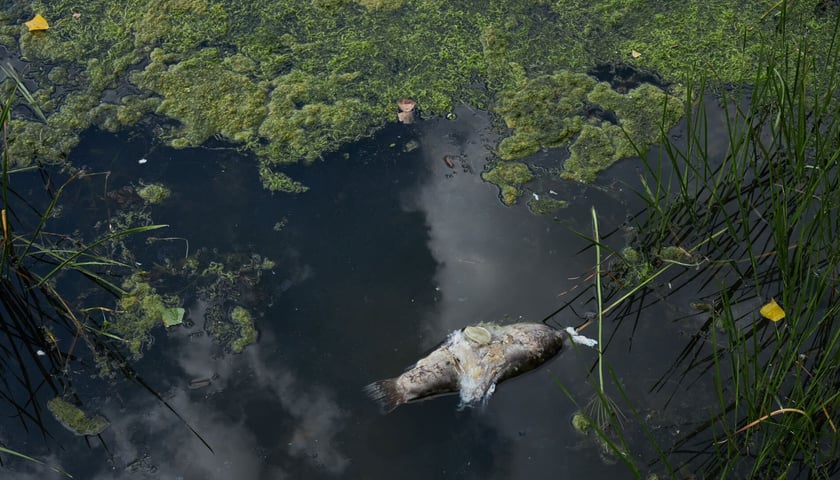 Na zdjęciu śnięta ryba unosząca się na powierzchni wody, Odra we Wrocławiu, sierpień 2022.
