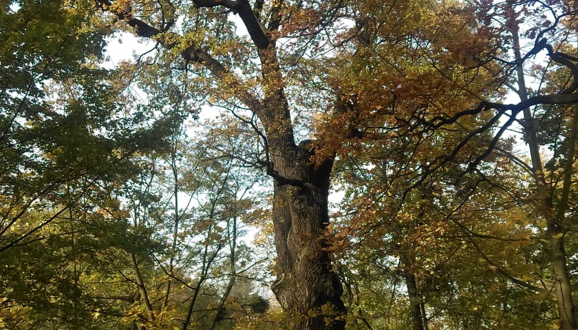 Powiększ obraz: Dąb Jana Dzierżonia (obwód 670 cm). Dąb „Jana Dzierżonia” rosnący na skarpie Kanału Odry przy ul. Bartla. Ustanowiony pomnikiem przyrody już w 1953 r. decyzją Prezydium Rady Narodowej. Dąb Jana Dzierżonia jest jednym z najstarszych drzew na terenie Wrocławia, jego wiek ocenia się na ok. 400 lat. Już na długo przed II Wojną Światową uważany był za wyjątkowo cenny okaz – nadburmistrz Artur Hobrecht wykupił w 1865 r. w imieniu miasta nieruchomość, na której rośnie dąb, dla jego zachowania. Obecnym patronem drzewa jest śląski przyrodnik i pszczelarz Jan Dzierżoń, zaś do roku 1945 nosił on imię Artura Hobrechta (Hobrecht–Eiche). O drzewie, na początku XX w. wspominał w swoich publikacjach Theodor Schube – niemiecki przyrodnik podróżujący po Śląsku, członek Komitetu Ochrony Pomników Przyrody we Wrocławiu.
