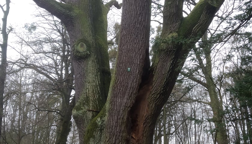 Dąb Paweł (obwód 770 cm). Jednym z najbardziej charakterystycznych obiektów przyrodniczych miasta jest, ustanowiony już w 1976 r. pomnik przyrody - dąb szypułkowy „PAWEŁ”. Drzewo to rośnie w Arboretum przy ul. Pawłowickiej, na terenie wpisanego do rejestru zabytków, zespołu pałacowo-parkowego, zawdzięczającego swój obecny kształt rodzinie Kornów, która w XIX wieku założyła tam swoją rezydencję. W kolekcji Arboretum dominują gatunki rodzime, ale nie brakuje też okazów egzotycznych, nasadzonych przez poprzednich właścicieli. Ozdobą kolekcji jest pomnikowy dąb szypułkowy o obwodzie pnia ok. 770 cm, zrosłodrzew będący - obok platana klonolistnego rosnacego na Wzgórzu Partyzantów - najgrubszym drzewem na terenie Wrocławia. Wybrane dla niego imię „PAWEŁ”, nawiązujące do nazwy osiedla Pawłowice, na obszarze którego zlokalizowany jest park pałacowy, zostało wyłonione w drodze konkursu i nadane drzewu uchwałą Rady Miejskiej Wrocławia w 2016 r.