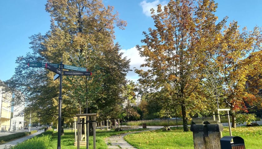 Cypryśnik błotny o obwodzie 267 cm - Park Strachowicki, pl. Słoneczny