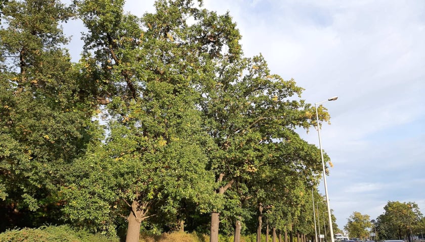 Cypryśnik błotny o obwodzie 267 cm - Park Strachowicki, pl. Słoneczny