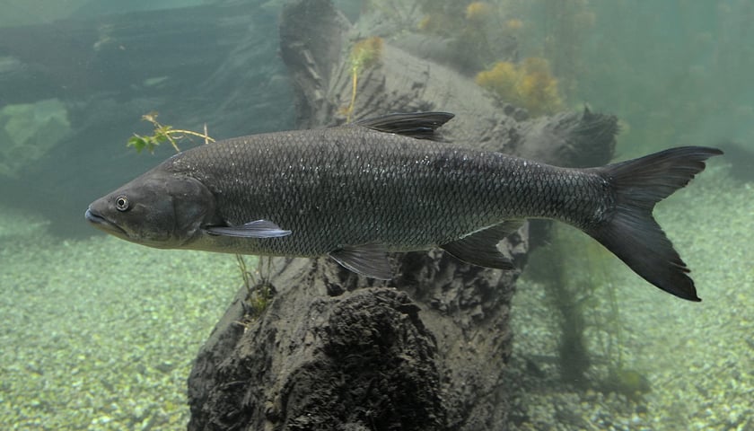 Na zdjęciu boleń (gatunek ryby) w Odrarium na terenie ZOO Wrocław. Zdjęcie ilustracyjne