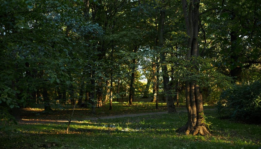 Park Popowicki we Wrocławiu