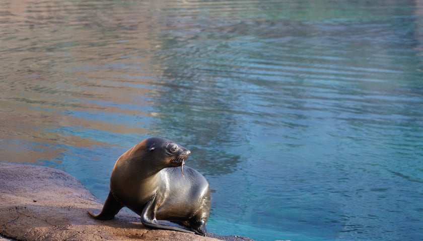 Na zdjęciu Nahla - nowa mieszkanka wrocławskiego zoo