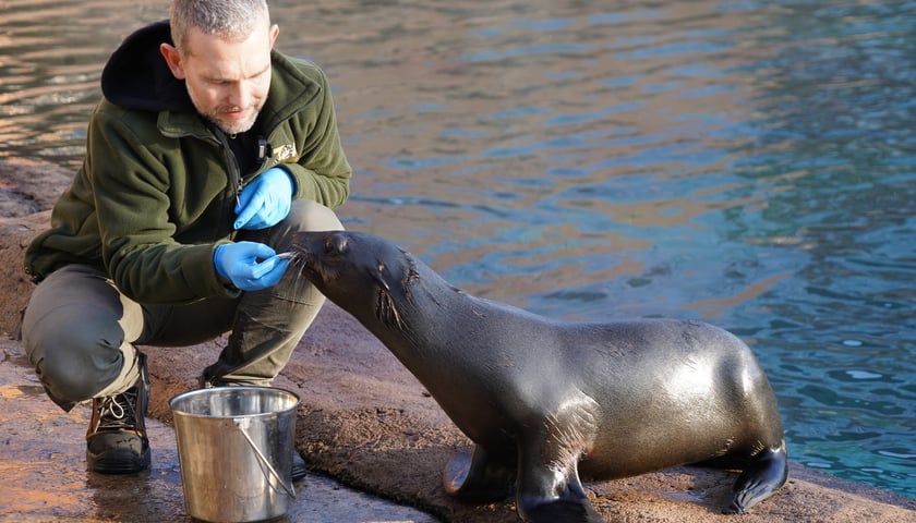 Na zdjęciu Nahla - nowa mieszkanka wrocławskiego zoo