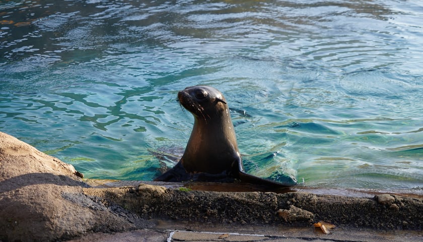 Na zdjęciu Nahla - nowa mieszkanka wrocławskiego zoo