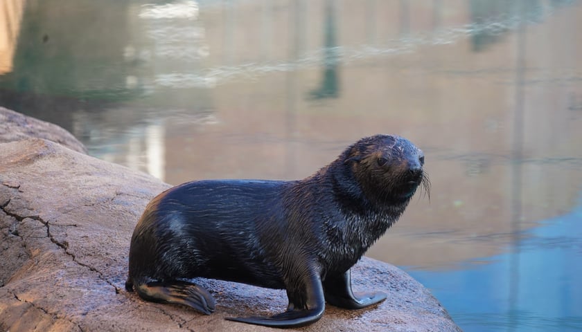 Na zdjęciu kotik Alfie - mieszkaniec wrocławskiego zoo