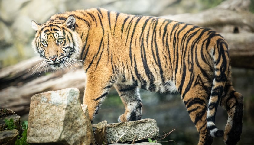 Tygrysy sumatrzańskie w Zoo Wrocław