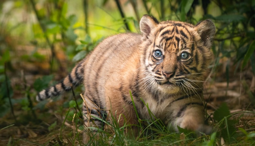 Tygrysy sumatrzańskie w Zoo Wrocław