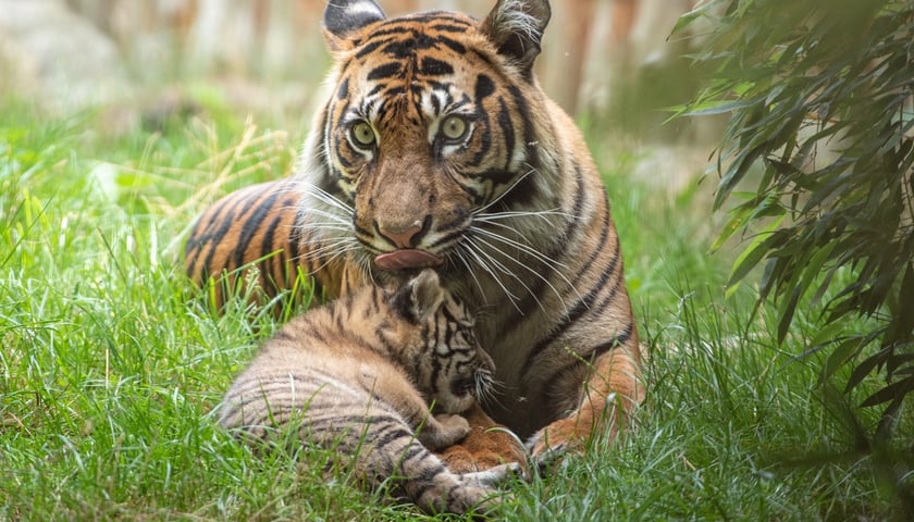 Tygrysy sumatrzańskie w Zoo Wrocław