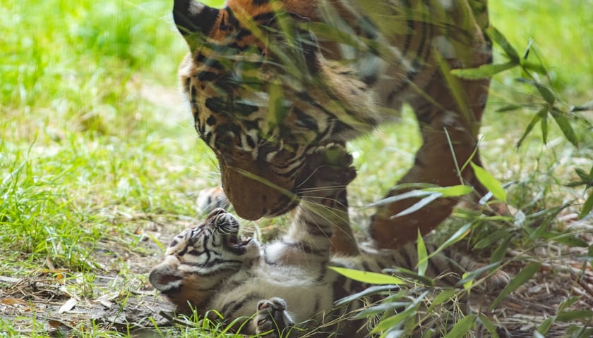 Tygrysy sumatrzańskie w Zoo Wrocław