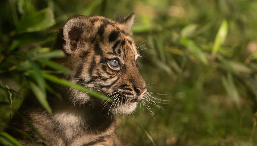 Surya, tygrysica sumatrzańska z wrocławskiego ogrodu zoologicznego