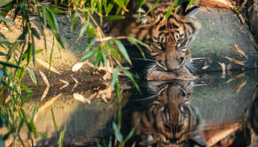 Tygrysy sumatrzańskie w Zoo Wrocław