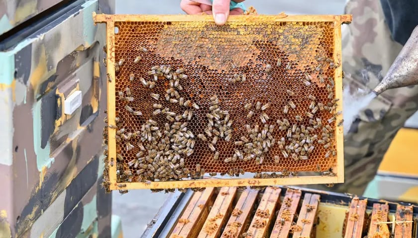Powiększ obraz: Pszczoły na plastrze z miodem