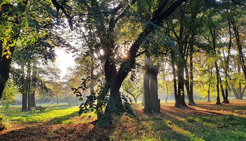Na zdjęciu: na pierwszym planie drzewo w parku Skoronim o poranku jesienią