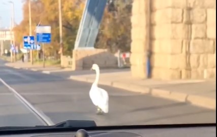 Na zdjęciu (kadrze z filmu): łabędź idący mostem Grunwaldzkim