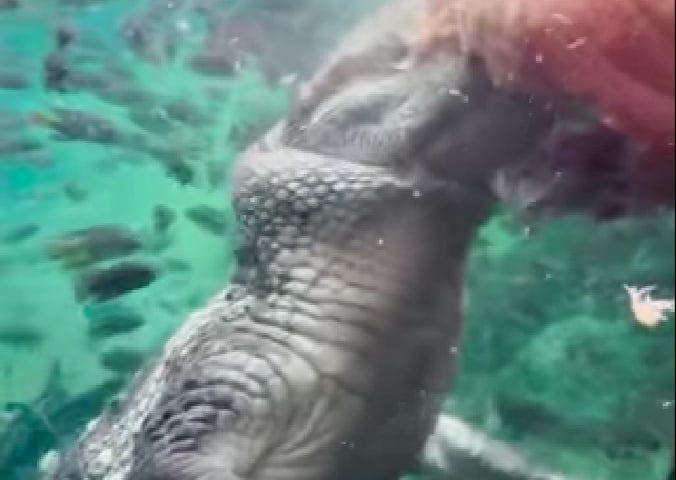 Krokodyl nilowy w Afrykarium we Wrocławiu