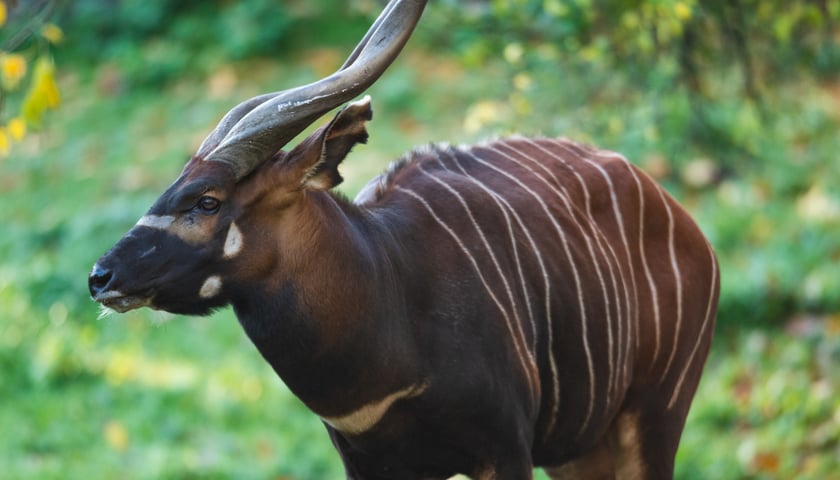 Misiek, czyli bongo górskie,  leśna antylopa afrykańska