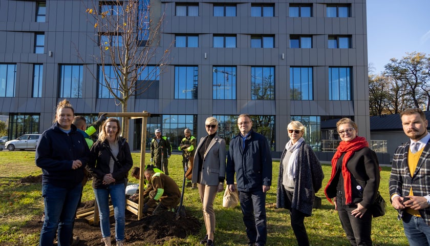 Konferencja prasowa dotycząca sadzenia drzew przy ul. Legnickiej i Lotniczej połączona z posadzeniem pierwszej lipy