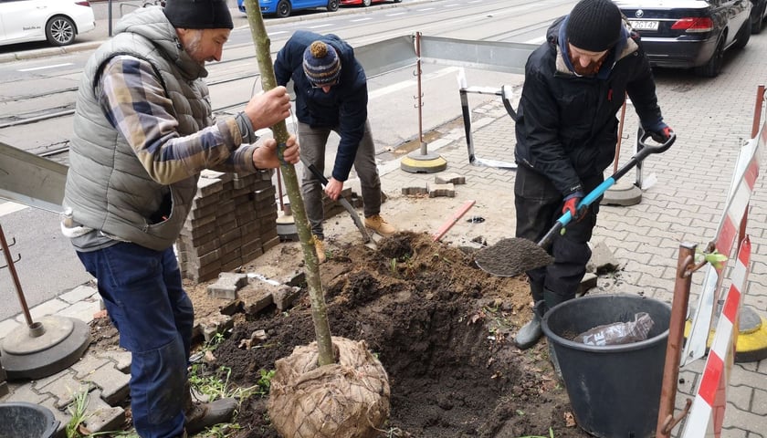 Na zdjęciu nowe nasadzenia przy ul. Chrobrego i Łokietka na wrocławskim Nadodrzu - projekt Zielone Nadodrze