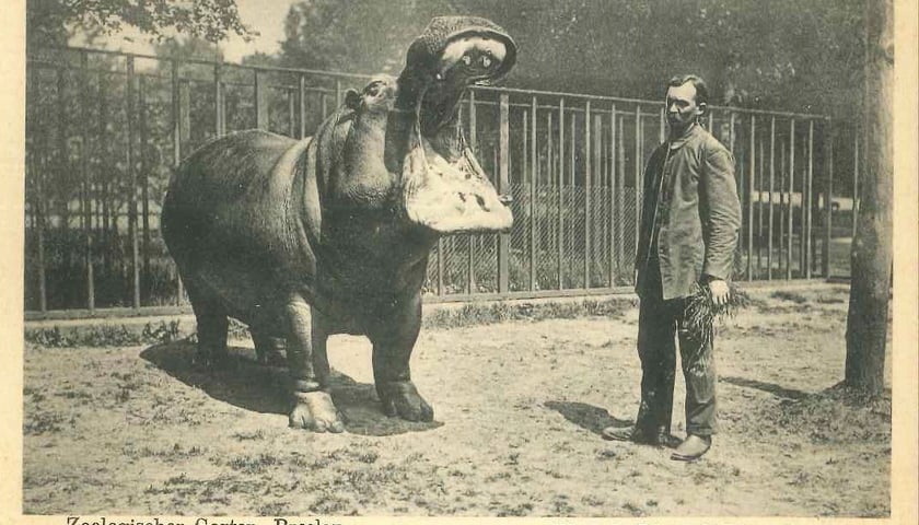 Przedwojenna pocztówka z wrocławskiego zoo. Na zdjęciu hipopotam Jakob ze swoim opiekunem