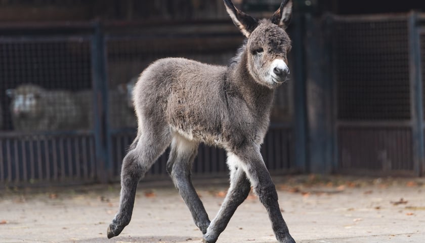 Na zdjęciu: osiołek z wrocławskiego zoo