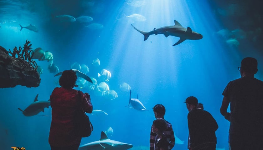 Na zdjęciu ludzie i zwierzęta w Afrykarium w Zoo Wrocław