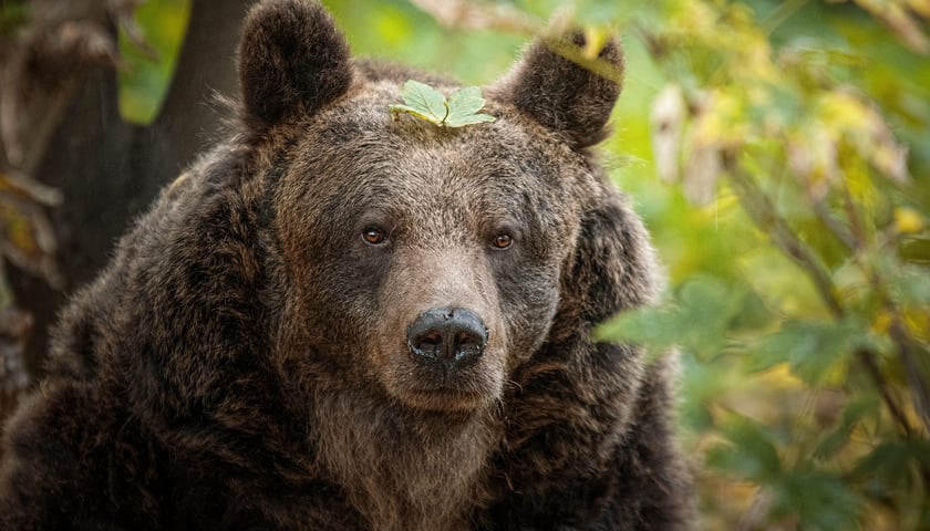 Na zdjęciu niedźwiedź z wrocławskiego zoo