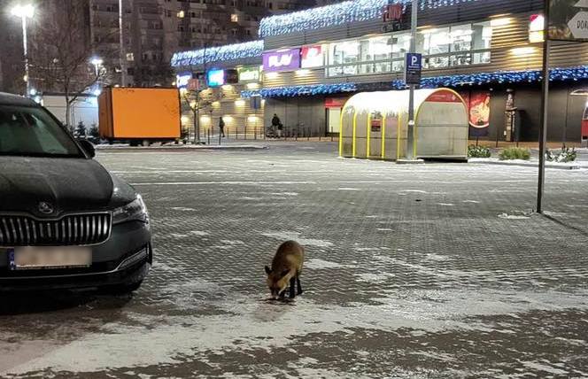 Na zdjęciu lis na parkingu CH Ferio Gaj na osiedlu Gaj we Wrocławiu