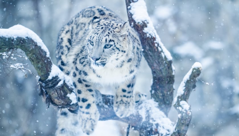 Na zdjęciu: pantera śnieżna z wrocławskiego ogrodu w zimowej scenerii 