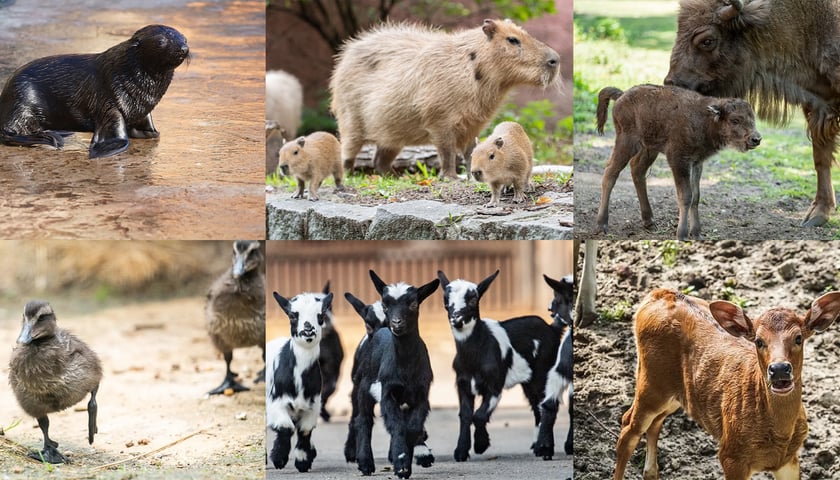 Na zdjęciu nowi mieszkańcy wrocławskiego zoo od 2022 r.