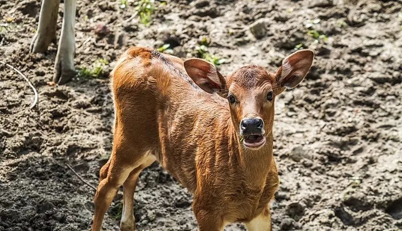 Banteng