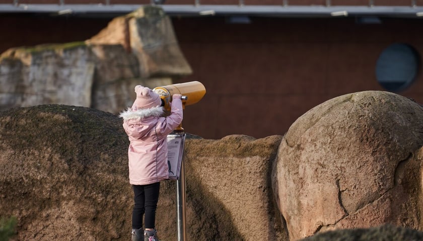 ZOO Wrocław, weekend 6-8 stycznia 2023. Na zdjęciu dziewczynka patrząca przez lunetę.