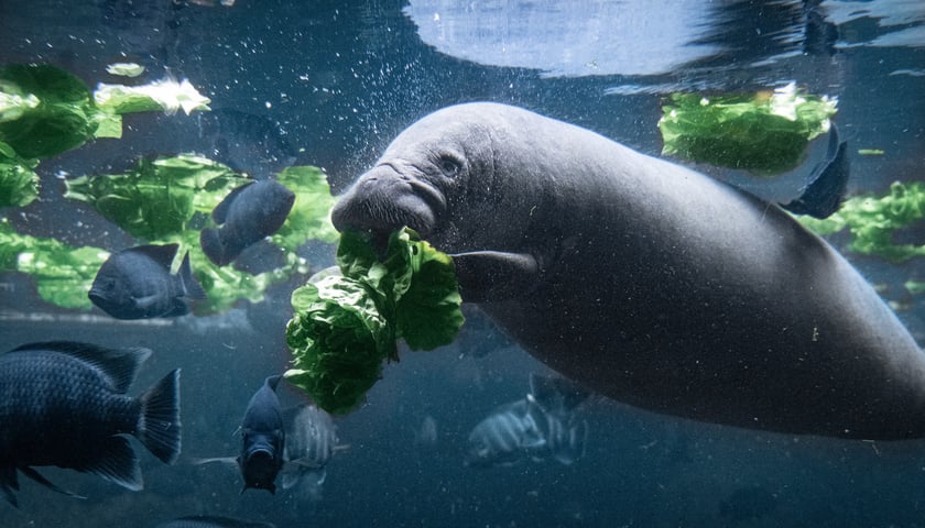 Na zdjęciu manat podczas pokazowego karmienia w Afrykarium we Wrocławiu.