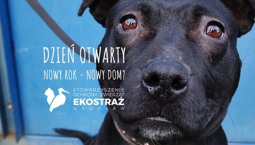 Na zdjęciu pies do adopcji - podopieczny wrocławskiej Ekostraży