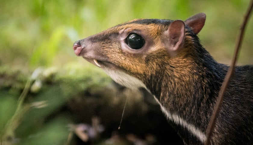 Myszojeleń we Wrocławiu. W ogrodach zoologicznych na całym świecie żyje jedynie 13 osobników tego gatunku, z czego 11 to samice. Na zdjęciu widać myszojelenia