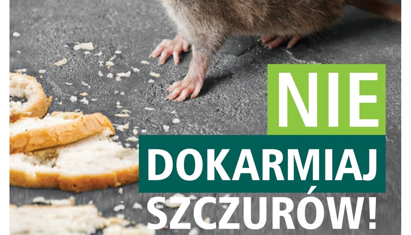 Powiększ obraz: Plakat - nie dokarmiaj szczurów