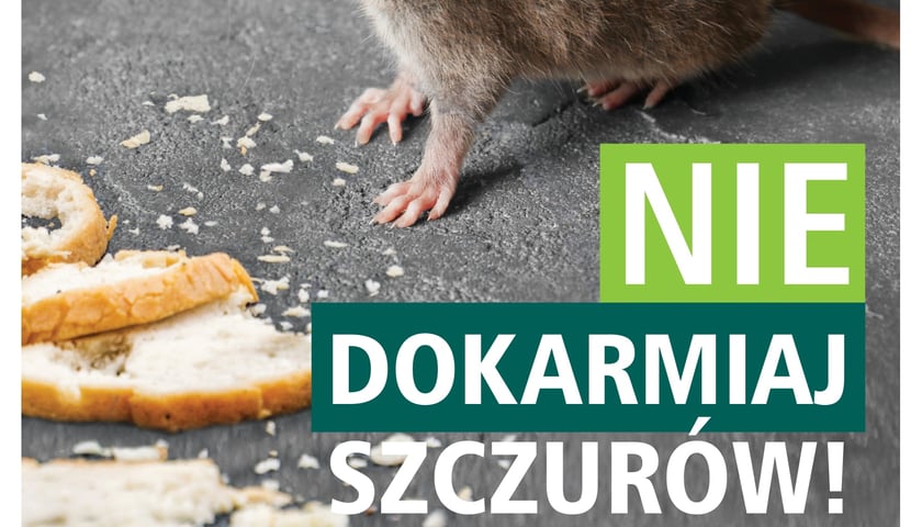 Plakat - nie dokarmiaj szczurów