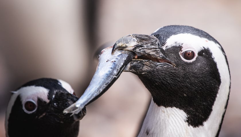 Powiększ obraz: Karmienie zwierząt w Zoo Wrocław