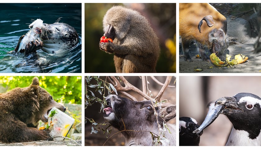 Na zdjęciu karmienie różnych zwierząt z wrocławskiego zoo