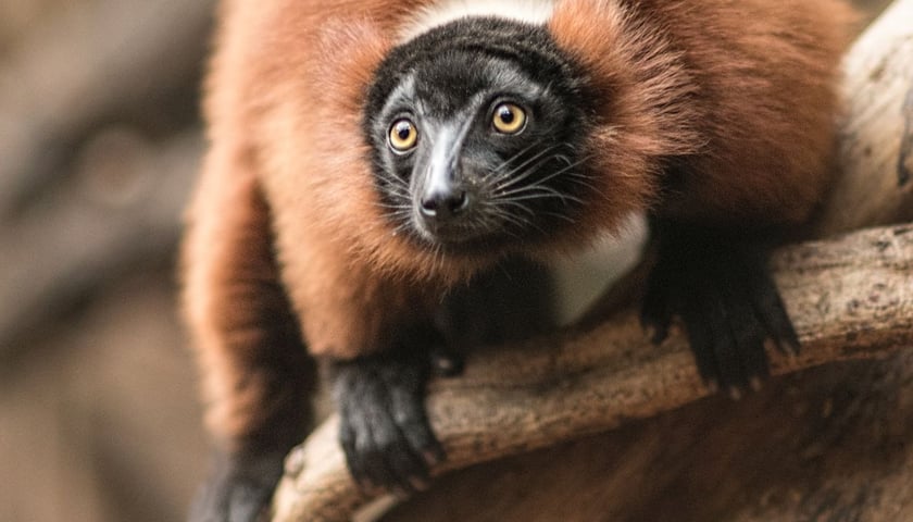 <p><strong>Lemur wari rudy</strong></p>
