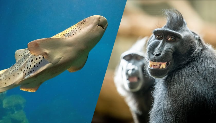 Z prawej rekin brodaty, z lewej makak czubaty z wrocławskiego ZOO
