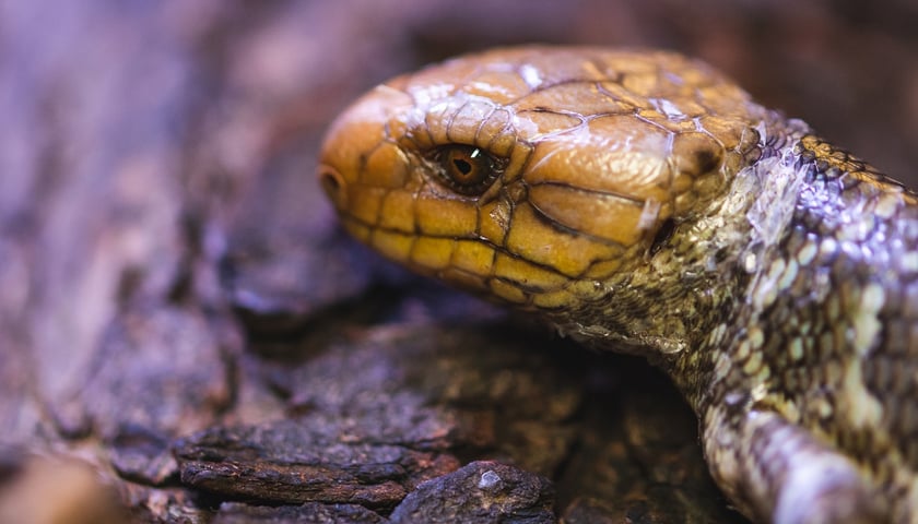 Scynk nadrzewny - rzadka jaszczurka, która przyszła na świat we wrocławskim ZOO