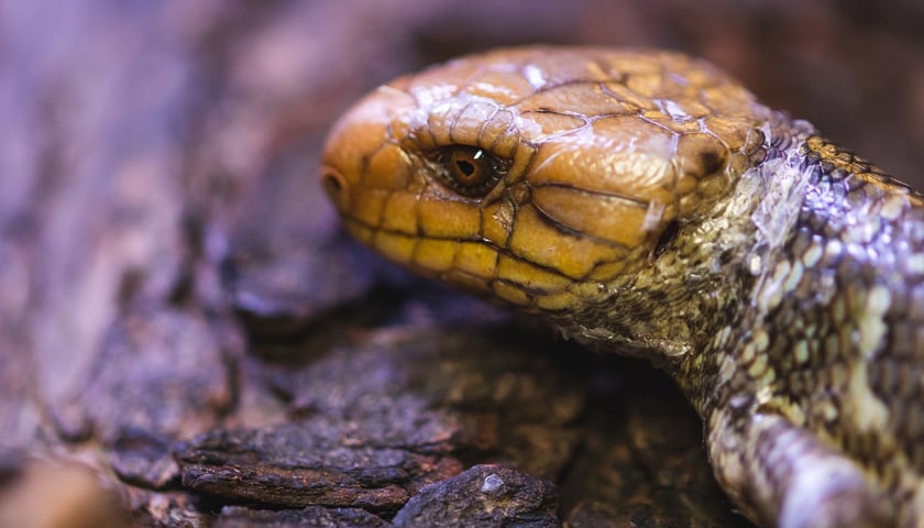 Powiększ obraz: Scynk nadrzewny - rzadka jaszczurka, która przyszła na świat we wrocławskim ZOO