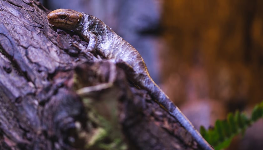 Scynk nadrzewny - rzadka jaszczurka, która przyszła na świat we wrocławskim ZOO