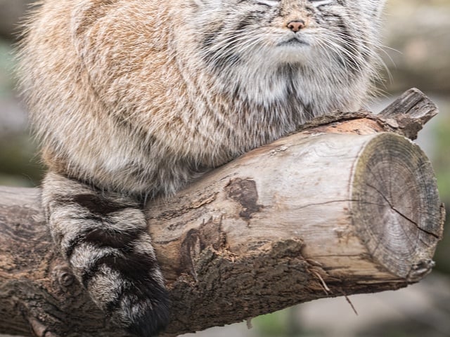 Manul