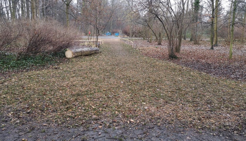 Na zdjęciu ścieżka z drewnianych zrębków w parku Grabiszyńskim we Wrocławiu