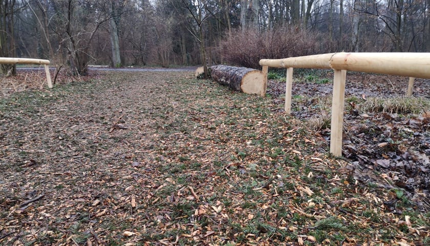 Na zdjęciu ścieżka z drewnianych zrębków w parku Grabiszyńskim we Wrocławiu