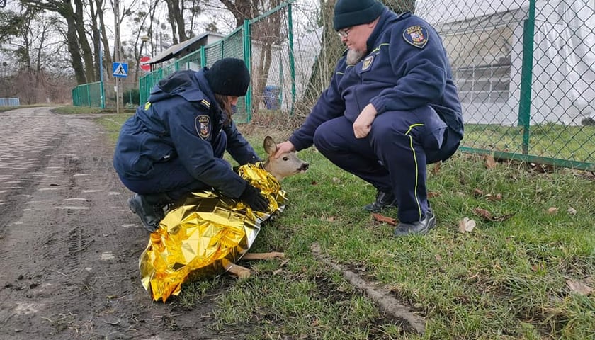 Na zdjęciu: dwójka funkcjonariuszy straży miejskiej kuca przy leżącej sarnie, owiniętej w złotą folię